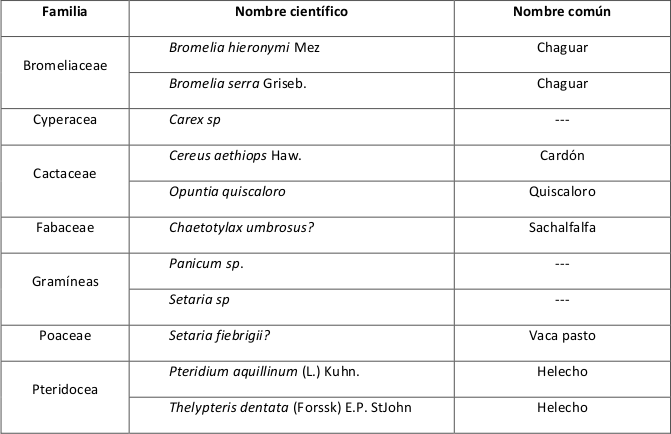 Especies del estrato herb&aacute;ceo.