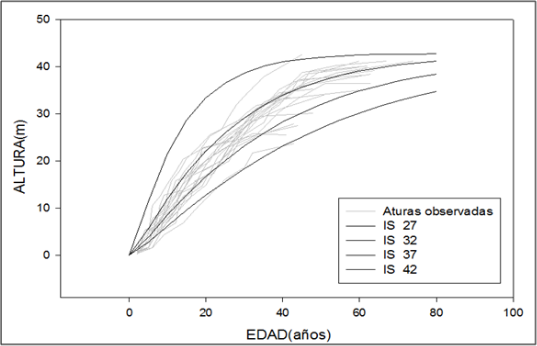 Curvas de índice de sitio generado con la ecuación
polimórfica en diferencia algebraica.