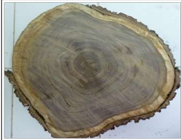 Relaci&oacute;n albura/duramen.