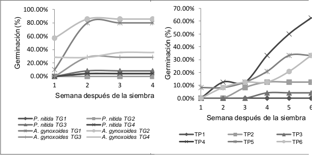 Porcentajes (%) de
germinación acumulada de los diferentes medios de cultivo para P. nitida y A. gynoxoides (A) y
P. ledifolia (B). Barra: error típico.