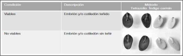 Patrón de viabilidad por prueba topográfica de tetrazolio y del índigo carmín
en semillas de E. contortisiliquum, tomado de Pivaral (1999).
