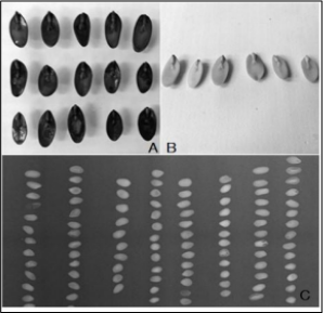  Ensayo de viabilidad por
prueba topográfica de tetrazolio (A), del índigo carmín (B) y placas
radiográficas (C) en semillas de E.
contortisiliquum.