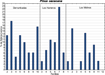 Porcentaje de sobrevivencia de
Pinus oaxacana en Los Molinos, Veracruz, M&eacute;xico.