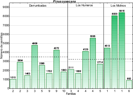 Producci&oacute;n de semillas de Pinus
oaxacana por familias y &aacute;rboles individuales.