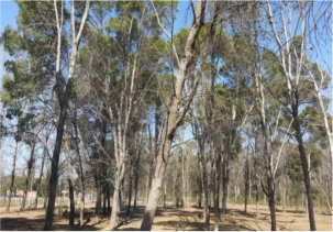 Imagen 1. Plantaci�n de Pinus halepensis (Miller).