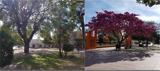 Imagen 2. Especies forestales presentes en los ecosistemas urbanos evaluados.