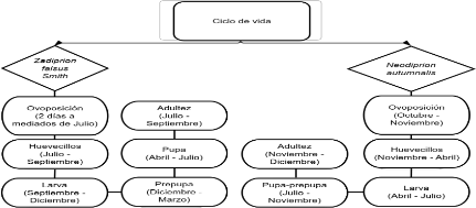 Figura 4. Ciclo de vida de los defoliadores del pino Zadiprion falsus y Neodiprion autumnalis. Fuente: Su�rez-Mota et al. (2018).