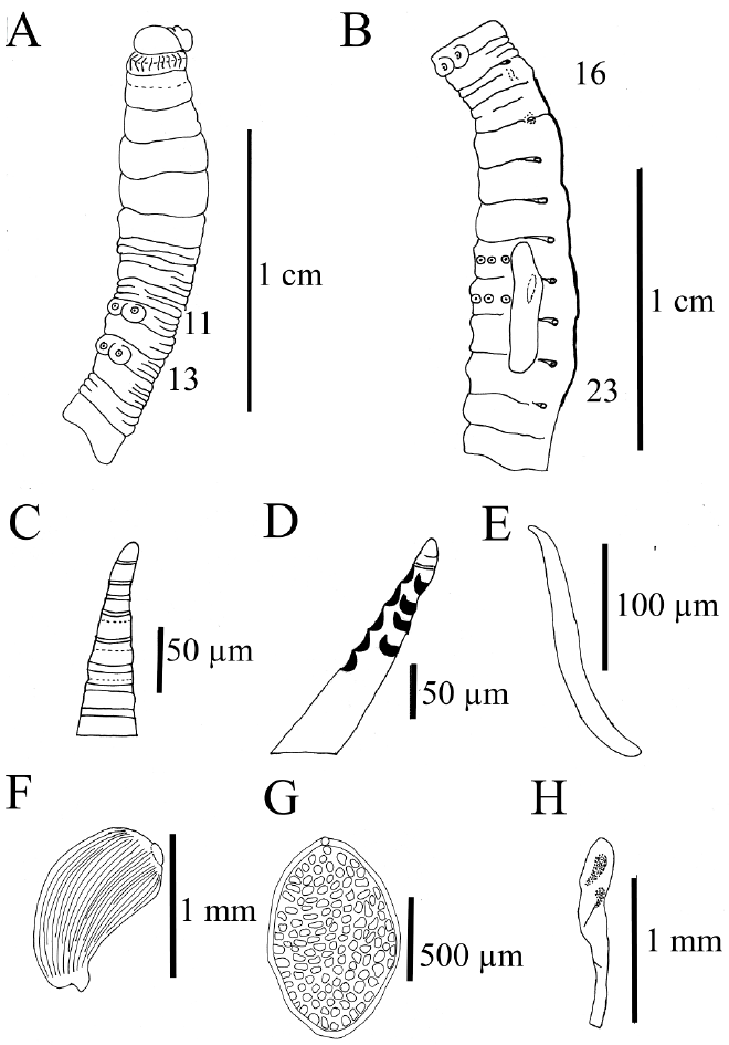 Rhinodrilus pinangoi n.  sp.