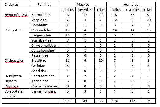 Frecuencia de
organismos de las Familias–Presas, encontrados en los contenidos estomacales
por edad de cada sexo, de la clase Insecta.