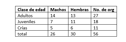 Organismos revisados de Sceloporus internasalis por edad y sexo.