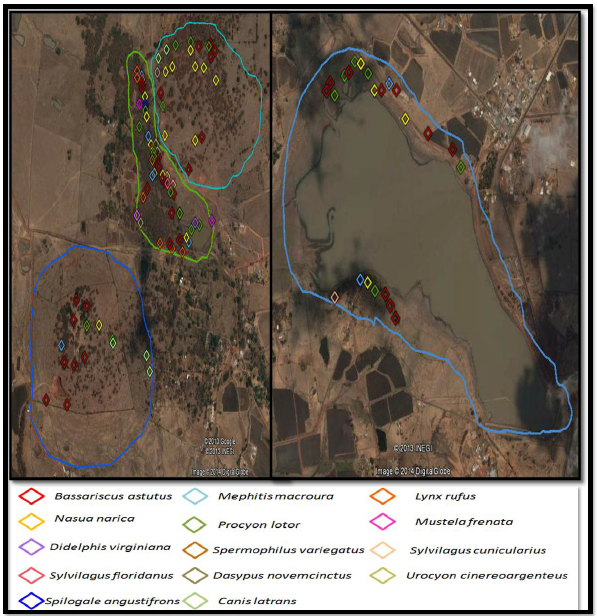  Se muestra la disposici&oacute;n
de las 14 especies de mam&iacute;feros en las cuatro zonas. A la izquierda Cerro el
Grande, Ca&ntilde;ada La Chispa Y Cerro Del Caballo, a la derecha Presa La Goleta.