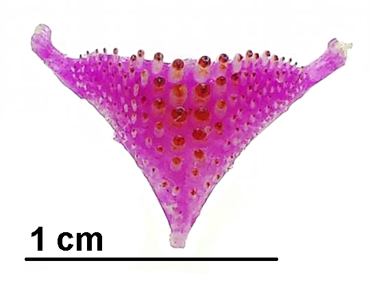 Figura 5