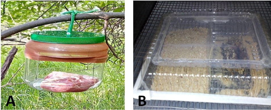 A) Trampa McPhail con cebo en su interior. B) Cámaras para el desarrollo larval en domo de plástico con cebo, para observación del estadio larval.