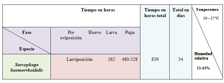 Tiempo en horas en cada fase de desarrollo de Sarcophaga haemorrhoidalis