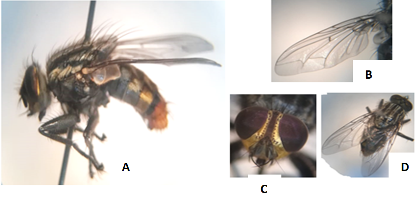 Sarcophaga haemorrhoidalis emergente de la cámara larval. A). En vista lateral. B) Venación del ala izquierda. C) Vista frontal del rostro D) Vista dorsal.