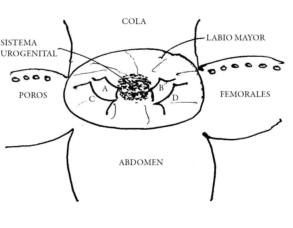 Esquema general del área cloacal de dos lagartijas: izquierda Lepidophyma sp. y derecha Plestiodon sp. Abreviaturas A, B, C, D = Pliegues o viseras hemiclitoriales. Dos papilas o botones hemiclitoriales en Plestiodon sp.