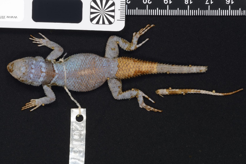 S minor Cope 1885 Minor Spiny Lizard or Cope’s Mountain Spiny Lizard USNM 26167 lectotype fide Webb & Axtell 1994 male adult Locality A see Fig 12 Courtesy of Esther M Langan Smithsonian Institution