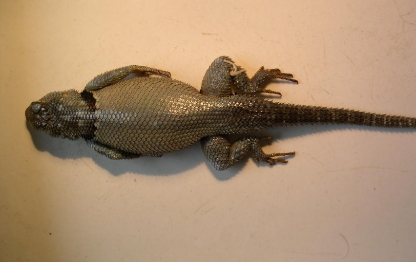 Sceloporus jarrovii erythrocyaneus Mertens 1950 here tried as S erythrocyaneus Mertens 1950 Red Spotted Minor Spiny Lizard SMF 41151 holotype male adult Locality H see Fig 12 Courtesy of Jakob Hallermann ZUH