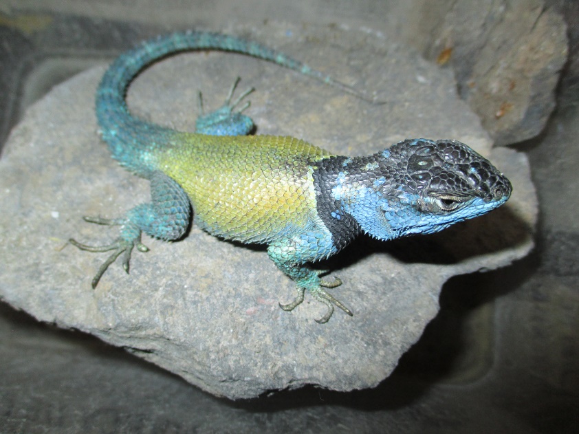 Sceloporus erythrocyaneus Mertens 1950 Red Spotted Minor Spiny Lizard male adult México Querétaro Reserva de la Biosfera Sierra Gorda September 2019