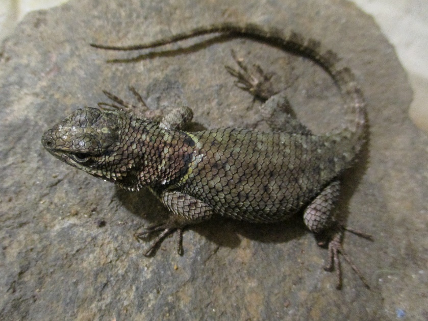 Sceloporus erythrocyaneus Mertens 1950 Red Spotted Minor Spiny Lizard male adult México Querétaro Reserva de la Biosfera Sierra Gorda September 2019