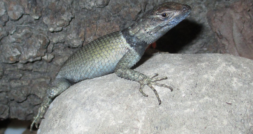 Sceloporus immucronatus Smith 1936 Hidalgan Spiny Lizard EBUAP 2808 male adult México límite estatal VeracruzHidalgo entre municipios de HuayacocotlaSan Agustín Metzquititlán aproximadamente 5 km SE Yerbabuena Hgo matorral xerófilo 20º31’918’’ N 98º32’5702’’ W 1960 m sobre roca 10 de octubre 2015 1023 AM Locality E see Fig 12