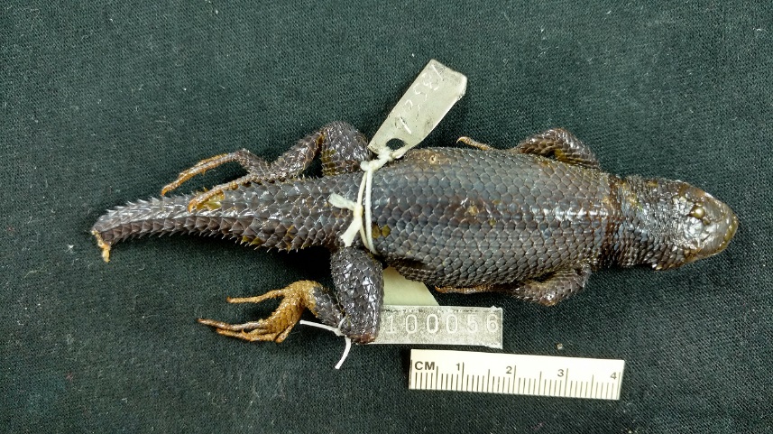 Sceloporus jarrovii immucronatus formerly Sceloporus immucronatus Smith 1936 in this study Hidalgan Spiny Lizard FMNH 100056 holotype male adult Locality B see Fig 12 Courtesy of Alan Resetar