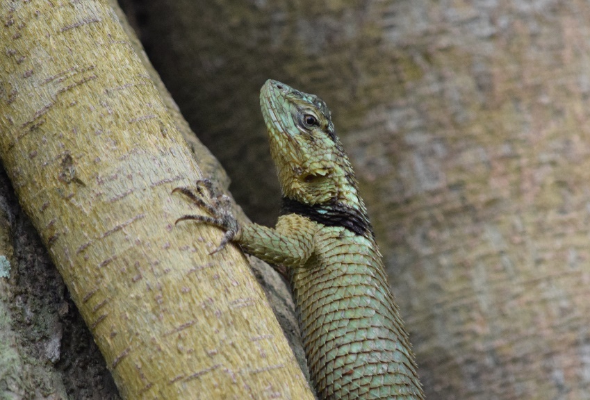 Sceloporus jarrovii immucronatus formerly Sceloporus immucronatus Smith 1936 in this study Hidalgan Spiny Lizard FMNH 100056 holotype male adult Locality B see Fig 12 Courtesy of Alan Resetar