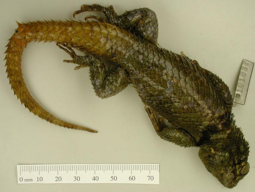 Sceloporus serrifer cariniceps Martin 1952 formerly S cariniceps Martin 1952 Huastec Spiny Lizard UMMZ 101537 holotype male adult Locality F see Fig 12URLhttpquodlibumicheduaamphlicx101537 Accessed March 29 2020