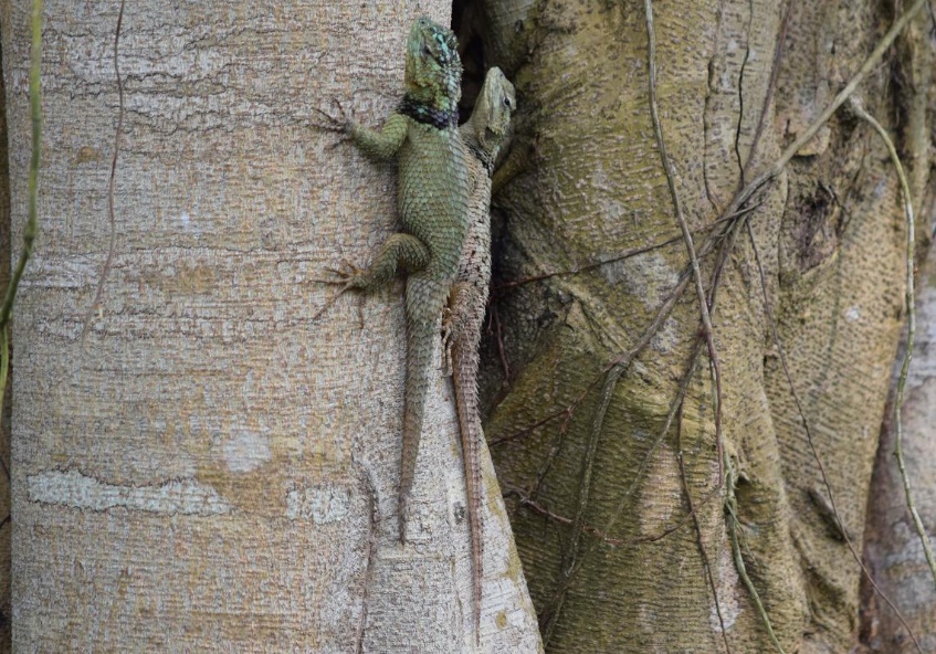 S. cariniceps Martin, 1952 (Huastec Spiny Lizard), male and female adults, respectively, from México, Veracruz, entre Poza Rica y Tuxpan, 20º31’49.02’’ N, 97º24’48.16’’ W, 100 m. Locality G, see Fig. 12. Courtesy of Severiano Cruz Suárez.