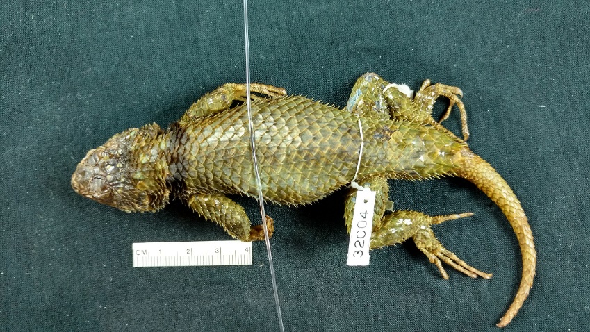 Sceloporus serrifer plioporus formerly Sceloporus plioporus Smith 1939 in this study West sic Golf Spiny Lizard better proposed here Veracruzan Spiny Lizard FMNH 32004 holotype male adult 10294 mm measure by Alan Resetar Locality D see Fig 12 Courtesy of Alan Resetar