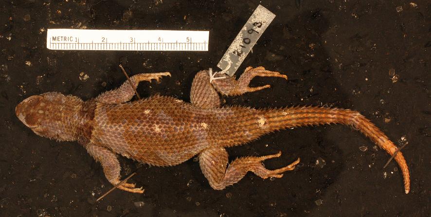 S cyanogenys Cope 1885 Bluechinned Spiny Lizard MCZR21093 female adult Locality C see Fig 12 Courtesy of Joseph Martinez MCZ ©President and Fellows of Harvard College