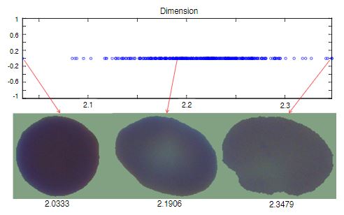 Tipos de células que ocupan el rango de mediciones de la dimensión box counting