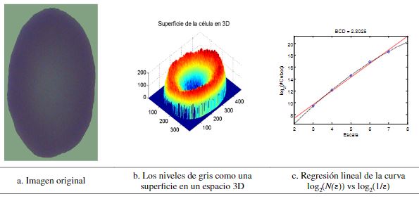 Cálculo de la dimensión box-counting 3D.
