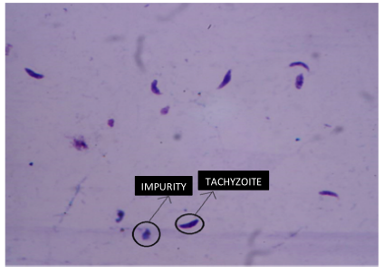 Differences between tachyzoites and non-tachyzoites