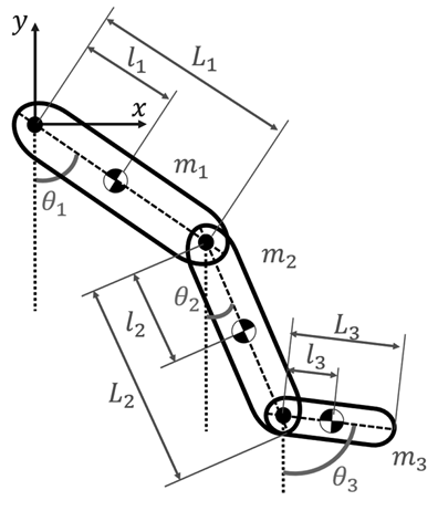 Representation of human lower limb for dynamic modeling