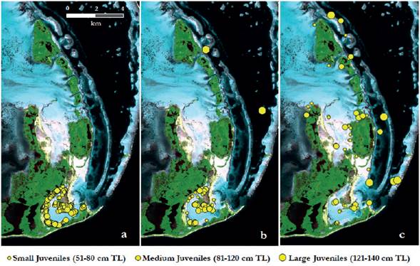 Spatial distribution of the (a) tagged, (b) recaptured and (c) observed (visual records) juvenile lemon sharks by size group (51-80, 81-120, and 121-140 cm TL) from Los Roques Archipelago.