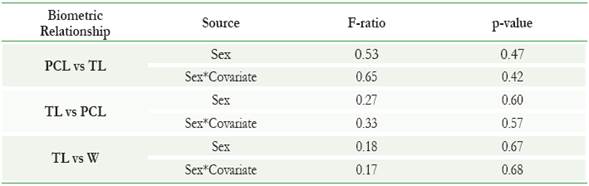 Results of the analysis of covariance (ANCOVA) applied to test homogeneity of slopes and to compare regression lines between sexes of the biometric relationships obtained from lemon sharks captured by commercial fishery and tagging sampling in the Los Roques Archipelago. Sex corresponded to the treatment and the interaction Sex*Covariate (X) was used to corroborate the assumption of homogeneity of slopes.