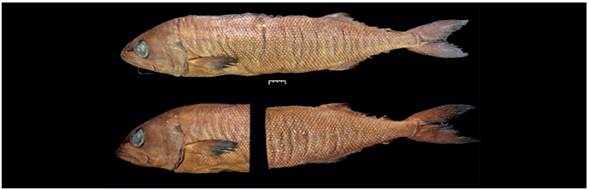 Ruvettus pretiosus  collected in the continental Colombian Caribbean (October 21/2009).