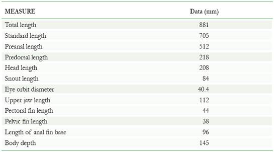 Morphometric data of Ruvettus pretiosus. Measures are given in millimetres (mm).
