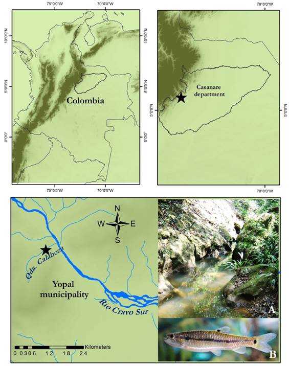Star: La Calaboza stream in the Andean piedmont, Casanare Department. A. Habitat of L. erythrinoides  in La Calaboza stream. B. Alive specimen of L. erythrinoides.