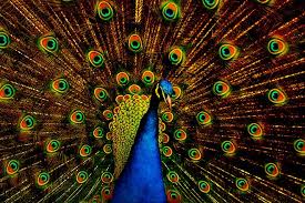 Plumas de cola de pavo real