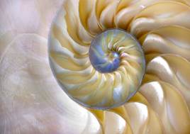 Circunvoluciones de un caracol