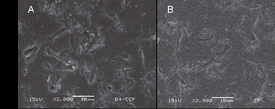 (A) Representative image exhibiting the more prevalent failure pattern from group CP-24h on ceramics´ surface (2000x), showing a clean ceramic surface slightly covered by the primer in some areas, typical of a ceramic/cement adhesive failure. (B) Representative image exhibiting the more prevalent failure pattern from group CP-6mo on ceramics´ surface (2000x), showing a completely clean ceramic surface, also indicating a ceramic/cement adhesive failure.