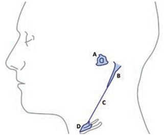 Esquema representativo del segundo arco far&iacute;ngeo. A. Estapedio; B. Proceso estiloideo; C. Ligamento estilohioideo y D. Parte superior del cuerpo y asta menor del hueso hioides.