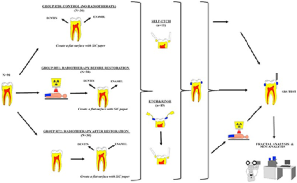 A schematic illustration of the experimental protocol.