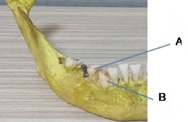 Disposition of the dental implant and roots in the dry human mandible. A. Close distance. B. Far distance.