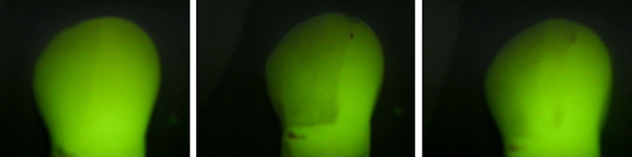 A. A healthy tooth, displaying the baseline mineral content and fluorescence. B. A tooth after the demineralization process, showing a significant reduction in mineral content and fluorescence intensity, evidenced by the appearance of a white spot. C. (GIV) A tooth after prophylaxis with a rubber cup and prophylactic paste, indicating the partial restoration of mineral content compared to the demineralized state.
