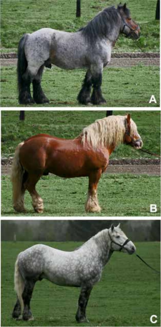 Fotograf&iacute;as de tres reproductores pertenecientes al n&uacute;cleo reproductivo de equinos
de tiro pesado del PNFE. Arden&eacute;s (A), Bret&oacute;n (B) y Percher&oacute;n (C).