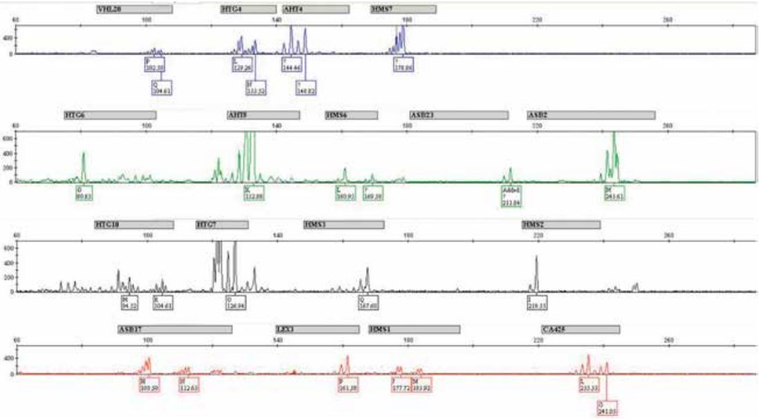 Electroferograma representativo de microsatelites amplificados mediante PCR
m&uacute;ltiple. Representative electropherogram of multiplex PCR-amplified
microsatellites.