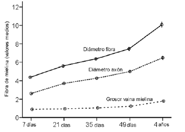 Evoluci&oacute;n con la edad del di&aacute;metro fibrilar, di&aacute;metro del ax&oacute;n y del grosor de la vaina de mielina de las fibras miel&iacute;nicas